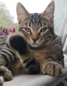 Lenny Handaufzucht Kitten